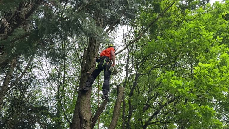 Best Utility Line Clearance  in Sheldon, TX